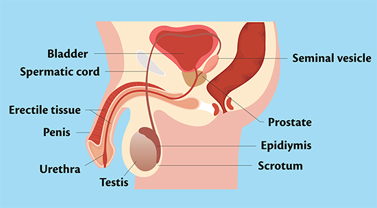 Men's cancer