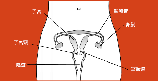 Ovaries diagram in Chinese