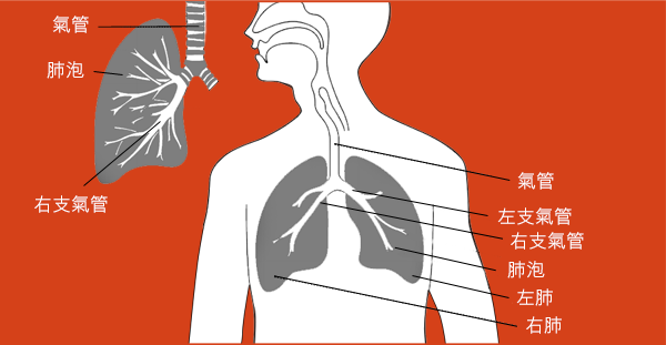 desktop_cancer_factsheet_lung_cancer_cn